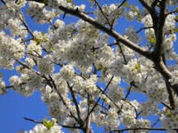 /album/fotogaleria/ceresna-png/